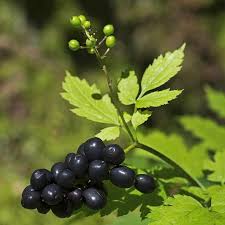 Image result for Christophskraut