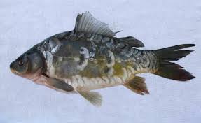 Image result for Carpiodes carpio