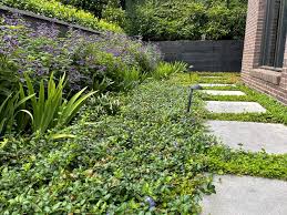 Attēlu rezultāti vaicājumam “Vinca minor”