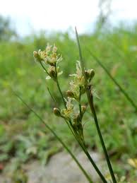 Attēlu rezultāti vaicājumam “Juncus conglomeratus fruit”