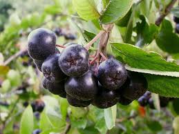 Attēlu rezultāti vaicājumam “Aronia melanocarpa fruit”