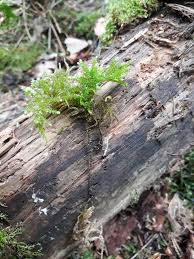 Attēlu rezultāti vaicājumam “Eurhynchium angustirete sporophyte”