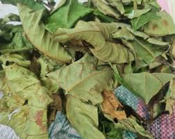 Attēlu rezultāti vaicājumam “Arenaria procera leaf”