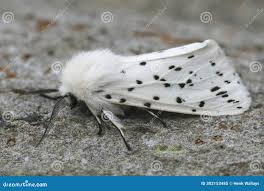 Attēlu rezultāti vaicājumam “Spilosoma lubricipeda”