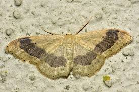 Attēlu rezultāti vaicājumam “Idaea aversata”