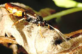 Attēlu rezultāti vaicājumam “Laothoe populi larva”