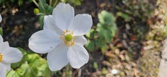 Attēlu rezultāti vaicājumam “Anemone sylvestris flower”