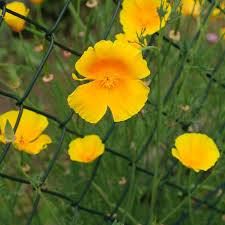 Attēlu rezultāti vaicājumam “Eschscholzia californica leaf”