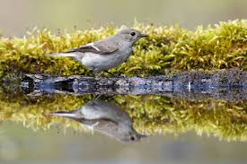 Image result for Ficedula albicollis