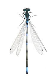 Attēlu rezultāti vaicājumam “Coenagrion pulchellum male”