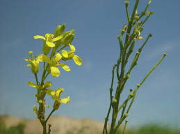 Attēlu rezultāti vaicājumam “Sisymbrium volgense”
