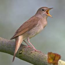 Image result for Luscinia luscinia