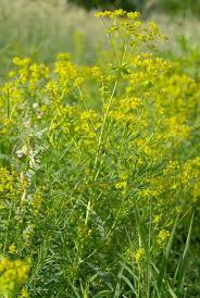 Attēlu rezultāti vaicājumam “Euphorbia virgata flower”