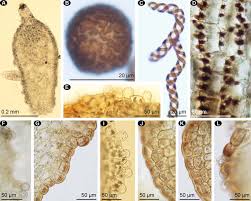 Attēlu rezultāti vaicājumam “Trilophozia quinquedentata”