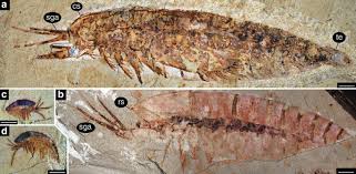 Attēlu rezultāti vaicājumam “Geocrypta galii larva”