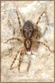 Attēlu rezultāti vaicājumam “Phylloneta cocoon”