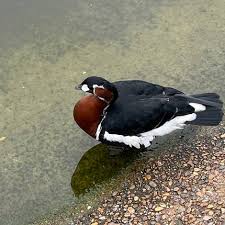 Image result for Branta ruficollis