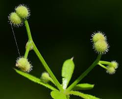 Attēlu rezultāti vaicājumam “Galium aparine fruit”