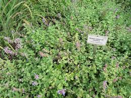 Image result for Nepeta cataria