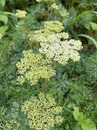 Attēlu rezultāti vaicājumam “Cenolophium denudatum”