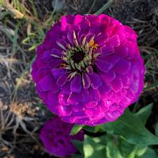 Image result for Zinnia violacea