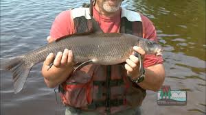 Image result for Cycleptus elongatus