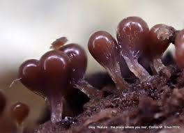 Attēlu rezultāti vaicājumam “Hemitrichia leiotricha macro”