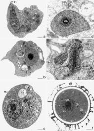 Attēlu rezultāti vaicājumam “Symphytocarpus impexus sessile”