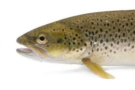 Image result for Salmo trutta trutta
