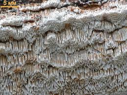 Attēlu rezultāti vaicājumam “Antrodia sinuosa”