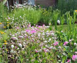 Image result for Helichrysum subulifolium