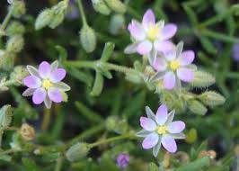 Attēlu rezultāti vaicājumam “Spergularia marina flower”