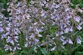 Image result for Penstemon