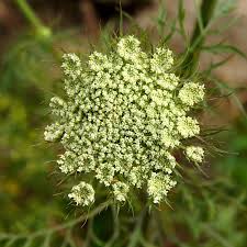 Attēlu rezultāti vaicājumam “Daucus carota subsp. carota flower”