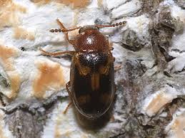 Attēlu rezultāti vaicājumam “Tetratoma ancora”