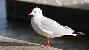 Image result for Chroicocephalus ridibundus