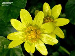 Attēlu rezultāti vaicājumam “Ranunculaceae”