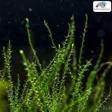 Attēlu rezultāti vaicājumam “Leptodictyum riparium”