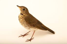 Image result for Catharus minimus