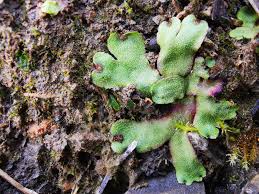 Attēlu rezultāti vaicājumam “Preissia quadrata”