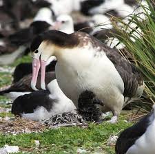 Image result for albatross dead chick