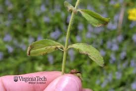 Attēlu rezultāti vaicājumam “Veronica officinalis leaf”