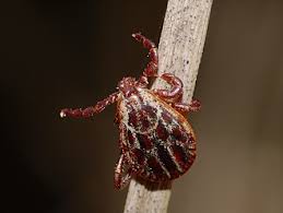 Attēlu rezultāti vaicājumam “Dermacentor reticulatus female”
