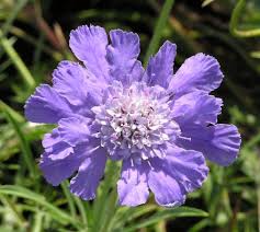 Image result for scabiosa caucasica