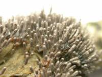 Attēlu rezultāti vaicājumam “Stemonitopsis typhina”