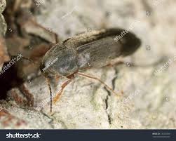 Attēlu rezultāti vaicājumam “Melandryidae”