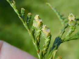 Attēlu rezultāti vaicājumam “Thuja plicata flower”