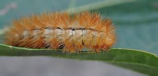 Attēlu rezultāti vaicājumam “Spilosoma lutea imago”