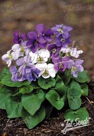 Attēlu rezultāti vaicājumam “Viola sororia”