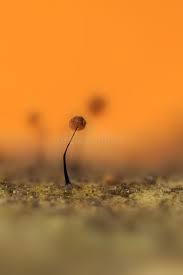 Attēlu rezultāti vaicājumam “Physarum ovisporum macro”